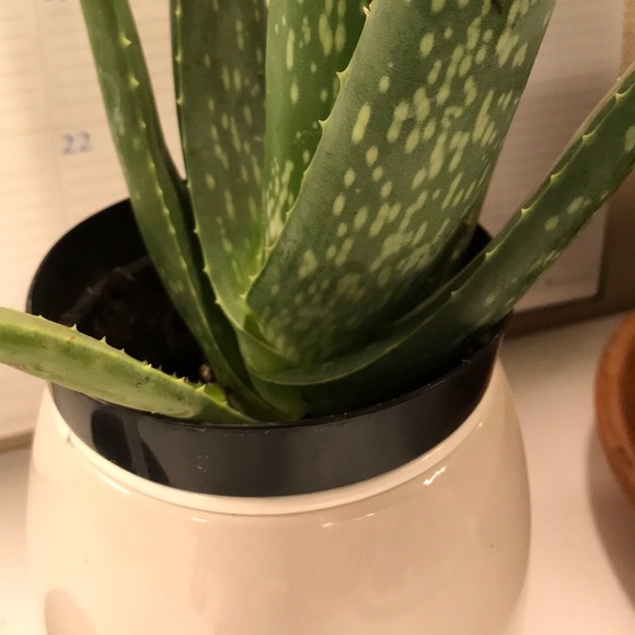 Meet your Posher, Amelia - Picture 2 of 2